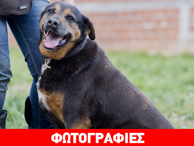 Δώστε μία ευκαιρία στη Ρόζα