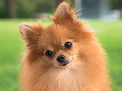 Σοκ: Μαγείρεψε τον σκύλο της πρώην του!