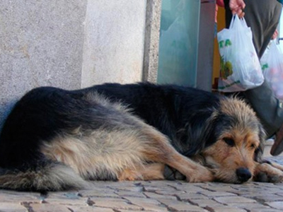 Θεσσαλονίκη: Περιθάλπουν τα αδέσποτα στον Δήμο Παύλου Μελά