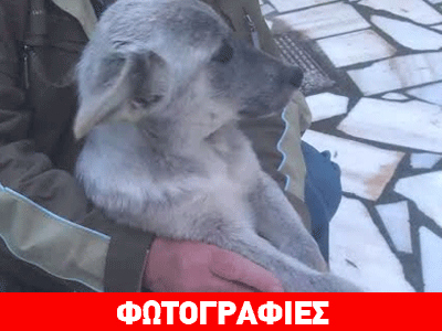 Βοηθήστε να σωθούν!