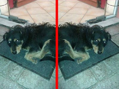 Βοηθήστε να γυρίσει σπίτι!