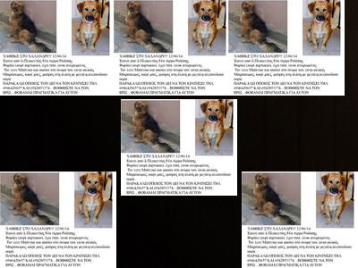 Χάθηκε ο Μπόνγκο!