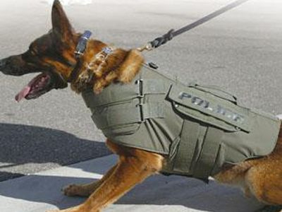 Ο σκύλος μύρισε τα ναρκωτικά