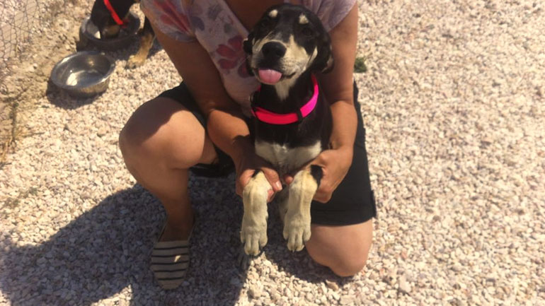 Χαρίζεται μικρό ημίαιμο Λαμπραντόρ