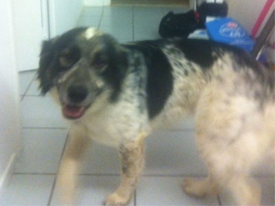 Βρέθηκε ο Λάκης