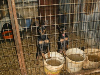 Χανιά: Είχε στήσει… επιχείρηση με κλεμμένα σκυλιά!