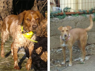 Λαμία: Χάθηκαν σκυλάκια το βράδυ της Ανάστασης