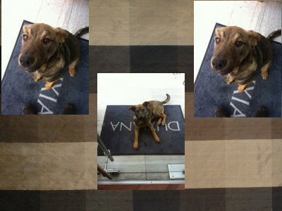 Βρέθηκε θηλυκό κουτάβι κοντά στο «Υγεία»