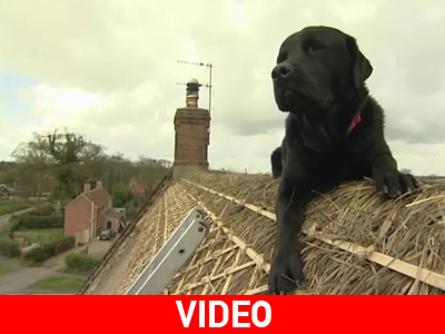 Ένας σκύλος που δε μοιάζει με κανέναν