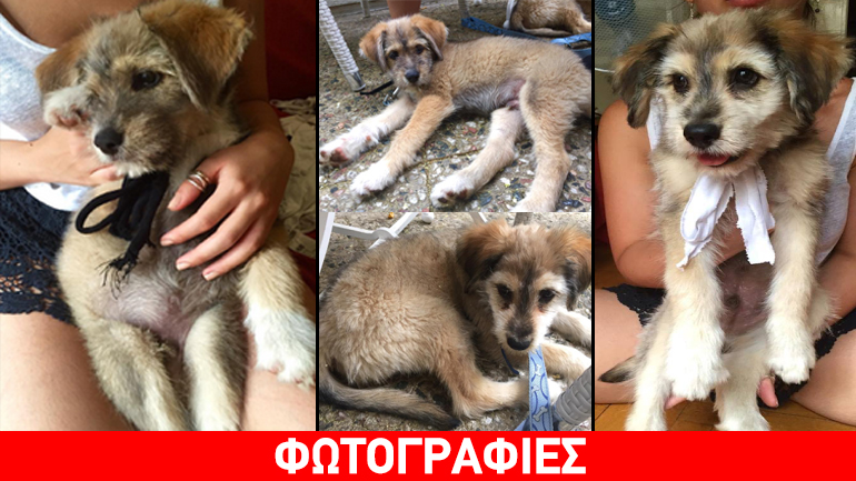 Αξιολάτρευτα κουταβάκια ψάχνουν μόνιμη αγκαλιά!