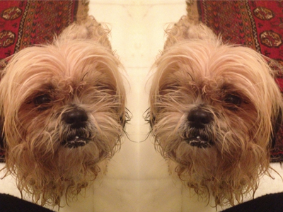 Βρέθηκε μονόφθαλμη σκυλίτσα στα Βριλήσσια