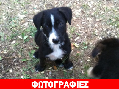 Επτά… μουτράκια αναζητούν σπίτι!