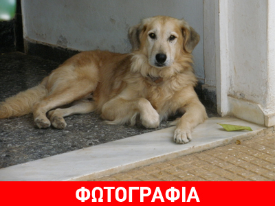 Χάθηκε στον Άλιμο – Μπορείτε να βοηθήσετε να βρεθεί;