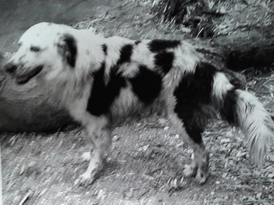 Τον τρόμαξαν τα βαρελότα και χάθηκε