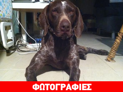 Χάθηκε θηλυκό κουρτσχάαρ στο Μετρό του Χαλανδρίου