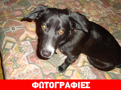 Χαρίστε του ένα σπίτι και μια αγκαλιά!