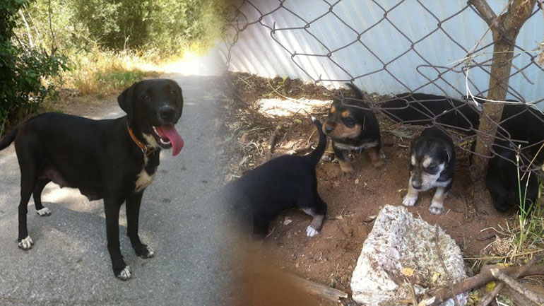 Βοηθήστε να βρουν ένα σπίτι