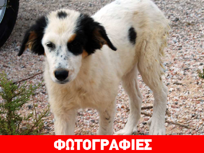 Χαρίζεται η Little Miss Sunshine