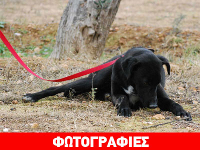 Χαρίζεται ο αξιαγάπητος Figo