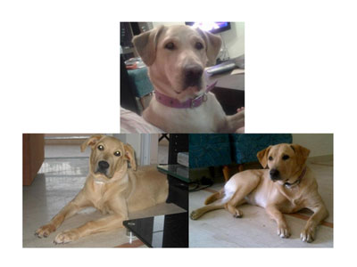 Βοηθήστε να βρεθεί η Χαρούλα!