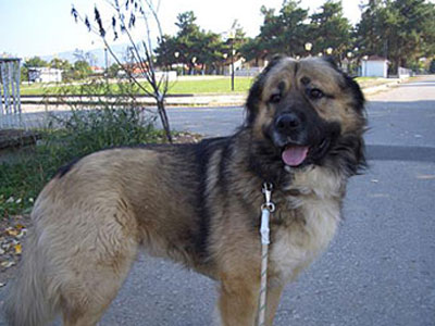 Λάρισα: Πυροβόλησε και σκότωσε σκύλο με καραμπίνα