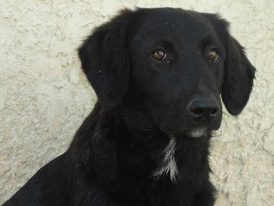 Ζητάει σπίτι