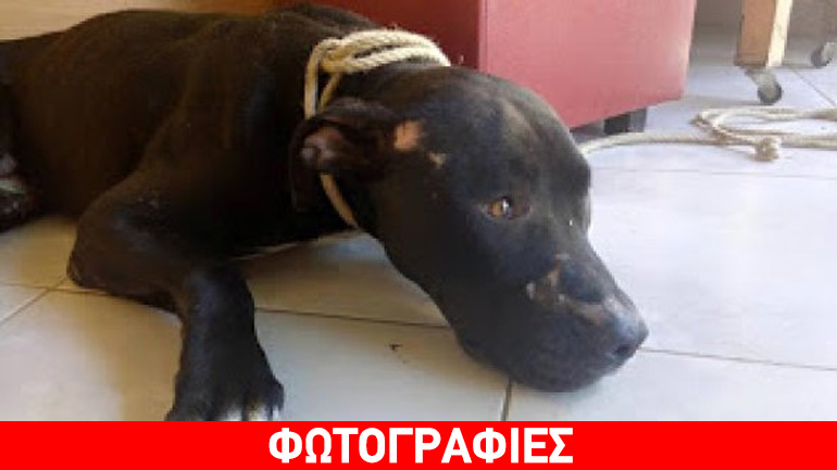 Αλεξανδρούπολη: Έδεσε σκύλο σε Ι.Χ. και τον έσερνε!