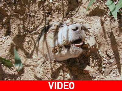 Επικράτησε η θέληση για ζωή