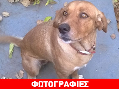 Χάθηκε ξανθό, ημίαιμο λαμπραντόρ στην περιοχή Καλύβια – Λαγονήσι