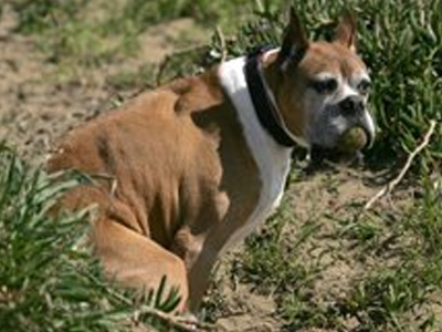 Αφόδευση σκύλου «άναψε» τα αίματα στον Μισσισιπί
