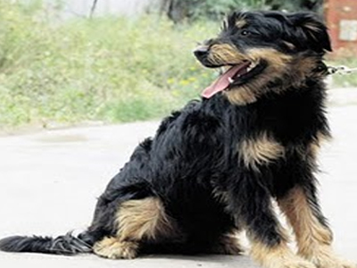 Αρνούνται τον λιθοβολισμό αδέσποτου στο Ισραήλ