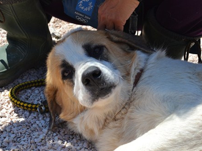 Χαρίζονται η  Μαρίτσα και η Αφροξυλάνθη