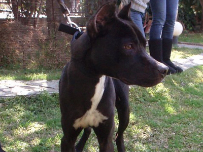 Ζητούν σπίτι