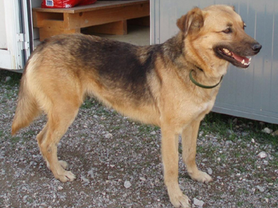 Η τρυφερή Φρίντα αναζητά οικογένεια