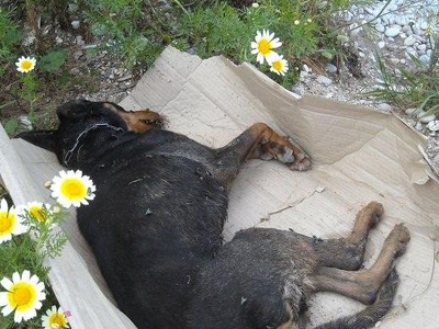 Νεκρά κυνηγόσκυλα στην Ηλεία