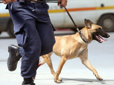 Πάρος: Ο σκύλος της Αστυνομίας «μύρισε» τα ναρκωτικά