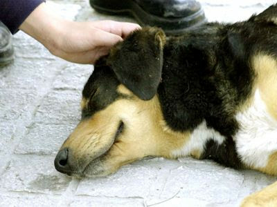 Φόλες σκόρπισαν τον θάνατο στα Χανιά