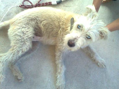 Χαρίζεται η Ρόξυ