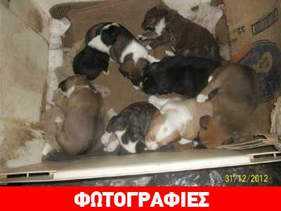 Πανέμορφα ημίαιμα κουταβάκια ζητούν μια ζεστή αγκαλιά