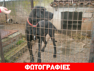 Χαρίζεται ο Job Χαρίζεται ο Job