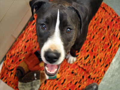 Σητεία: Το βιβλιάριο και το microchip έφεραν το… πρόστιμο