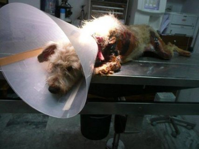 Ρέθυμνο: Έσυραν σκυλίτσα στην άσφαλτο