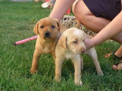 Γιορτή υιοθεσίας στο Ηράκλειο Κρήτης