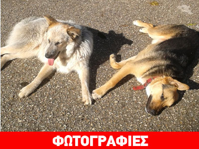 Αναζητούν μια ζεστή αγκαλιά