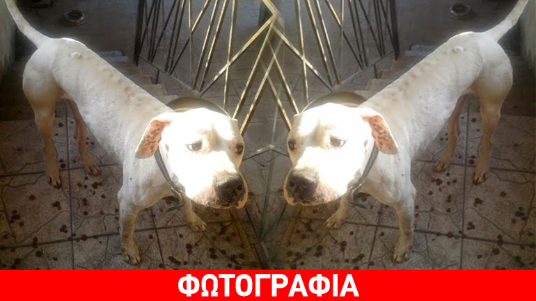 Χαρίζεται αρσενικό dogo argentino