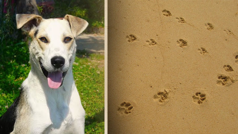 Βοηθήστε τον Ρέφι