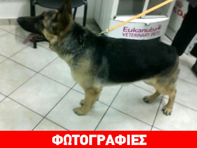 Βρέθηκε λυκόσκυλο στην Κάντζα