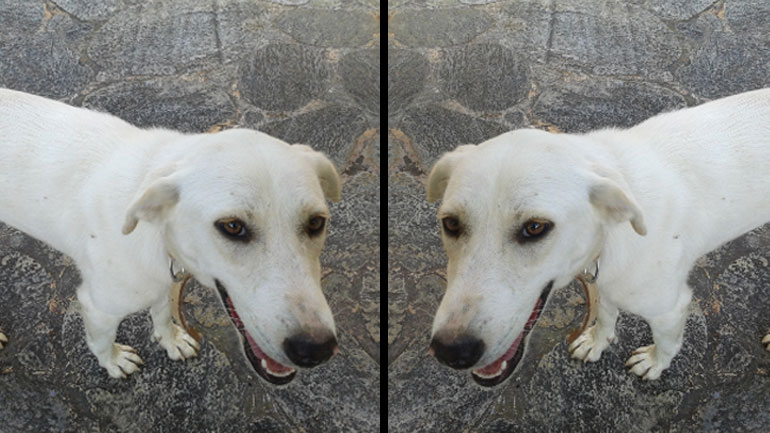 Κορινθία: Χάθηκε η Lexy