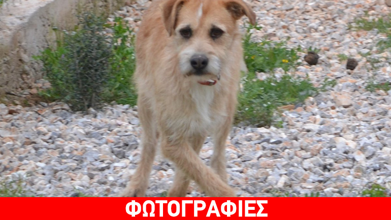Χαρίζεται ο καταπληκτικός σκυλάκος LEO