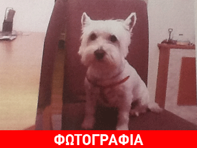 Χάθηκε η Ντόλλυ!